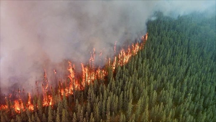 Brennender Wald in einem Nationalpark