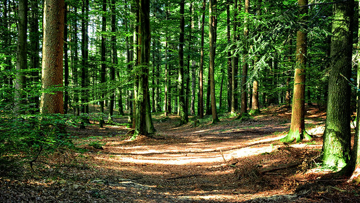 Wald mit grünen Bäumen und Laubboden