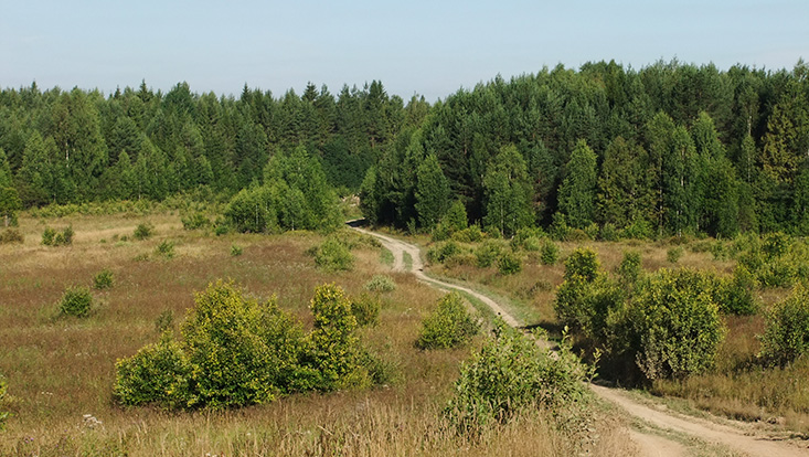 Grüne Waldlandschaft mit einem Weg