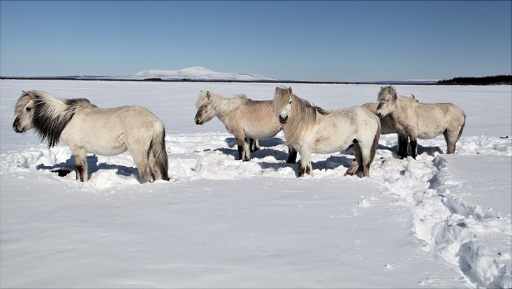 Pferde im Schnee in Sibirien