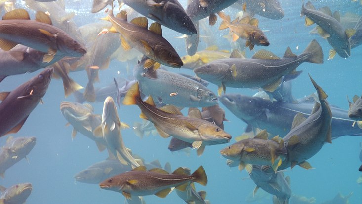 underwater photo of cods swimming in a stock