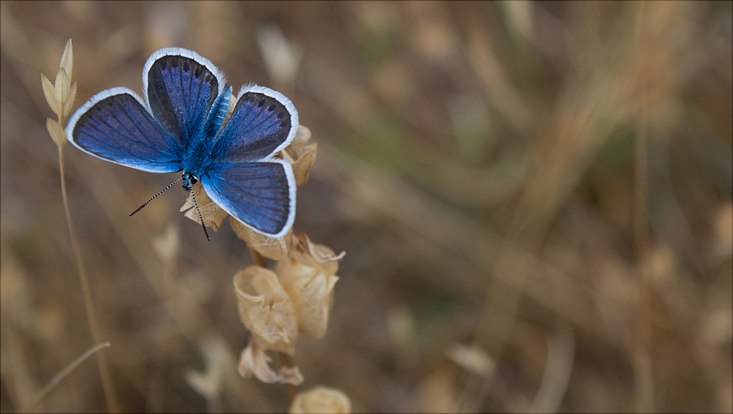 Ein blauer Schmetterling sitzt auf einem Grashalm in einem unscharfen beigen Feld von Gräsern