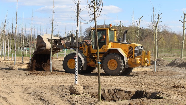 Jungbäume mit Bagger im Hintergrund