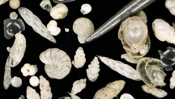 Benthische Foraminiferen im Vergleich zu einer Stecknadelspitze.