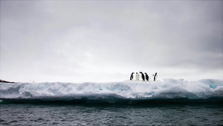 Eine Gruppe Pinguine steht auf einer Eisscholle, inter ihnen sieht man den Ozean