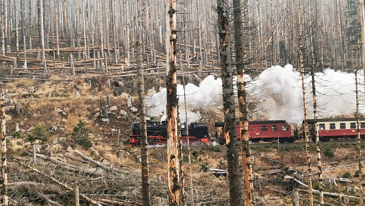 Zu sehen ist eine schwarz-rote Dampflock die durch ein zerstörtes Waldstück mit auf dem Boden liegenden Bäumen im Harz fährt.