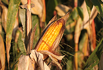 Switching to hardier crops like maize isn’t something farmers can rapidly achieve.